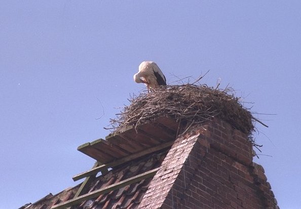 Storch beim Putzen - man will ja schließlich die Dame des Herzens ordentlich empfangen